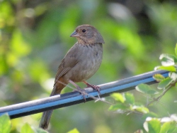 California Towhee